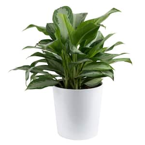 Grower's Choice Aglaonema Indoor Plant in 9.25 in. Decor Planter, Avg. Shipping Height 2-3 ft. Tall