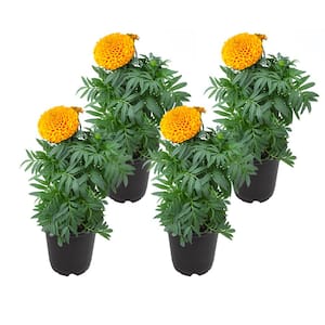 4 in. Marigold African Orange Plant (4-Pack)