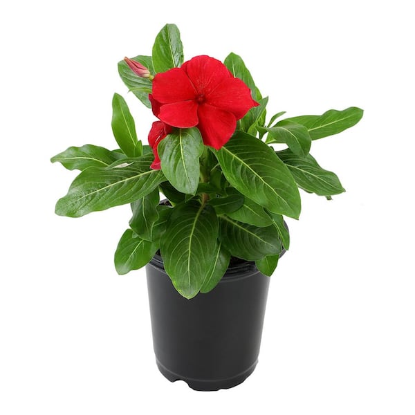 ALTMAN PLANTS 1-Pint Red Periwinkle Plant