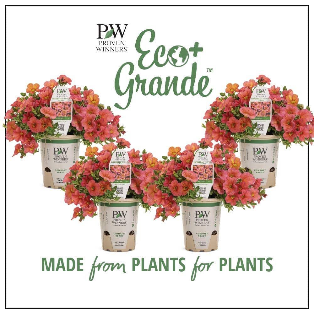 proven-winners-annual-flowers-