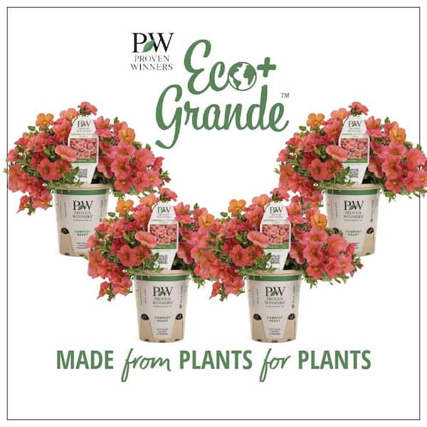 PROVEN WINNERS 4.25 in. Eco+Grande Superbells Tropical Sunrise