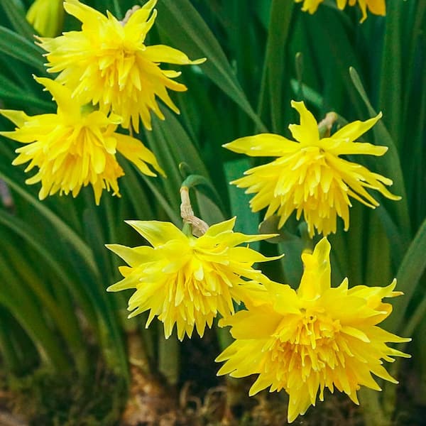 Breck's Rip Van Winkle Daffodil (Narcissus) Bulbs (10-Pack)