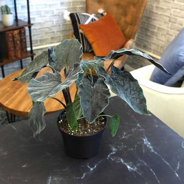 NatureHolic Alocasia Antoro Velvet  Samtiges Pfeilblatt Zimmerpflanze 13 Cm