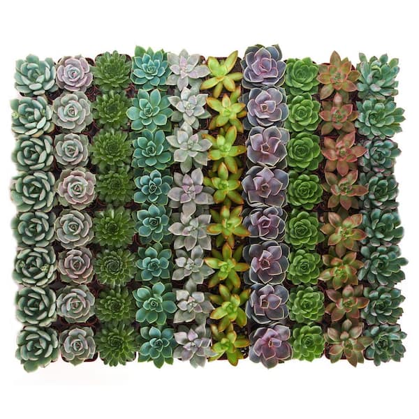Shop Succulents 2 in. Rosette Succulent Collection of 40