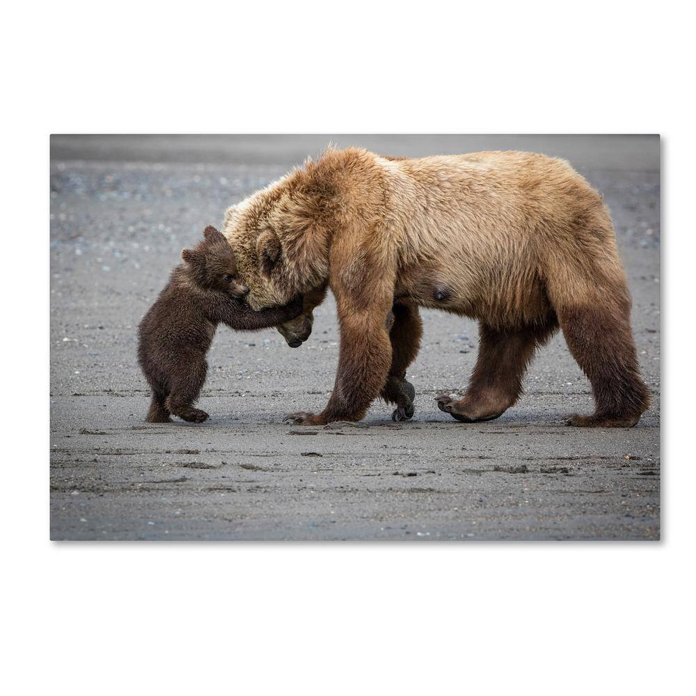 A Little Bear Hug by Renee Doyle Hidden Frame Animal Wall Art 12 in. x 19 in. price history on PriceWatchPro