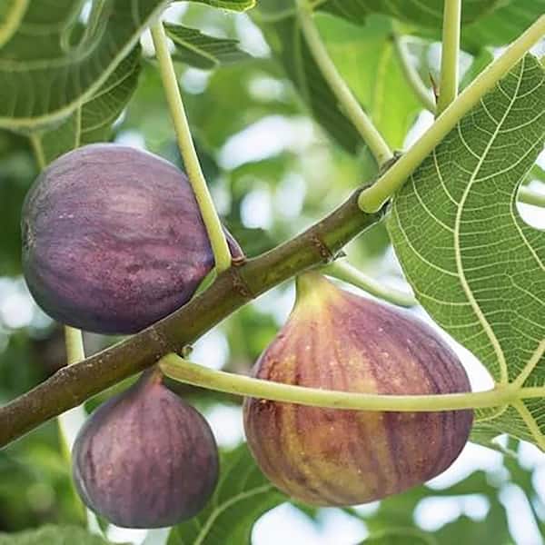 99 Pcs Black figs home black Fruit Sweet Delicious plants Tree Potted Very Big U 