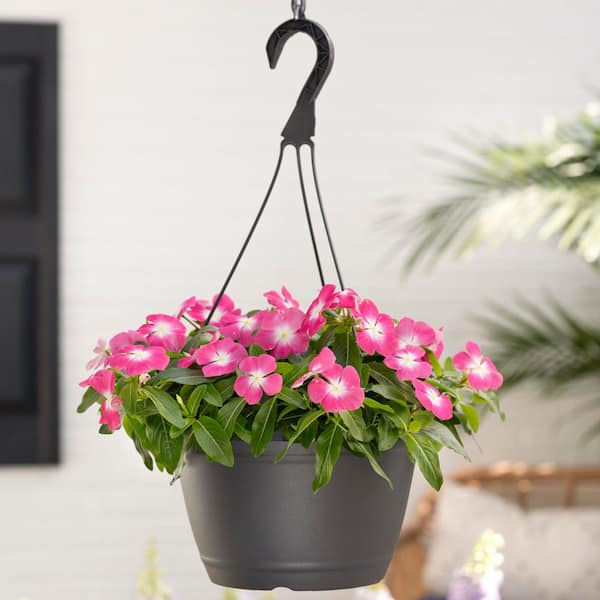 METROLINA GREENHOUSES 1.25 Gal. Vinca Catharanthus Pink Decorative