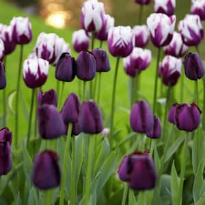 Tulips Rem's Favorite Blend (Set of 15 Bulbs)