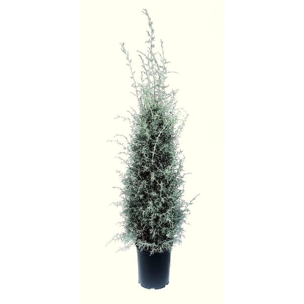 3.58 Gal. Carolina Sapphire Cypress (Cupressus arizonica var. ) Fast-Growing Ornamental Evergreen Tree