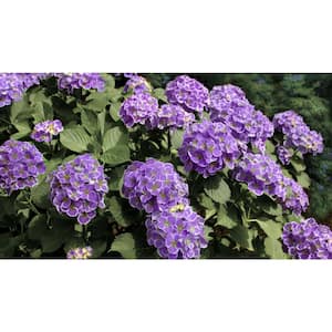 4 in. Violet Crown Hydrangea Shrub with Purple Flowers (4-Piece)