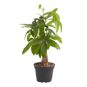 6 in. Money Tree (Pachira Aquatica) Plant in Grower Pot