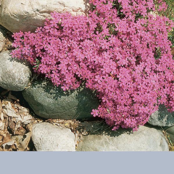 METROLINA GREENHOUSES #5 1 Qt. Early Spring Dark Pink Creeping Phlox Plant