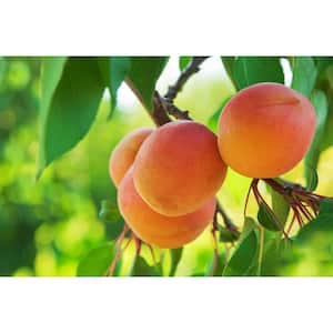 3 ft. Moorpark Apricot Bare Root Tree with Classic Apricot Flavor and Heavy Producer