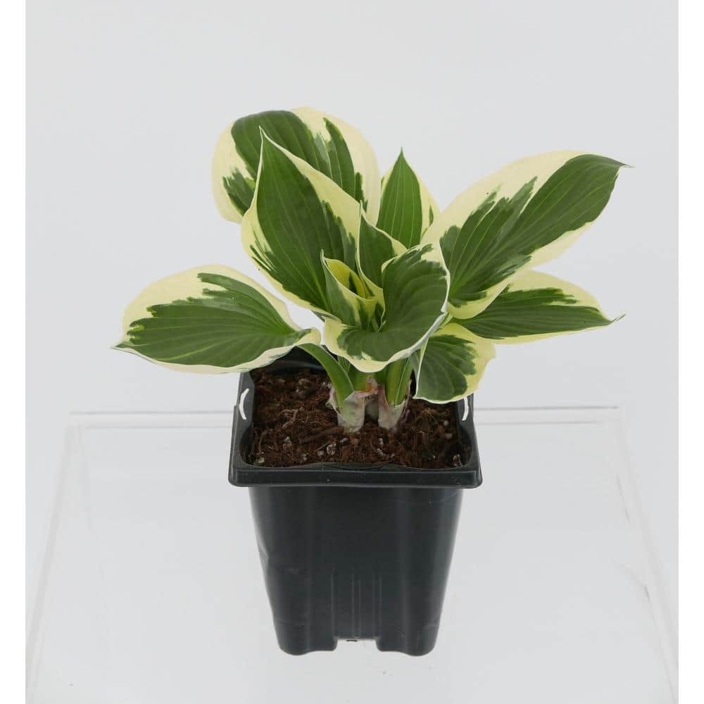 1.0 qt. Perennial Hosta Patriot (2-Pack)