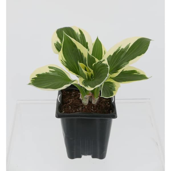 Unbranded 1.0 qt. Perennial Hosta Patriot (2-Pack)