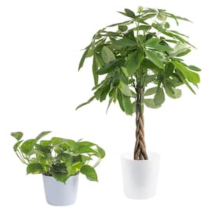 10 in. Pachira Money Tree and 6 in. Golden Pothos Plant in White Decor Planter, (2 Pack)