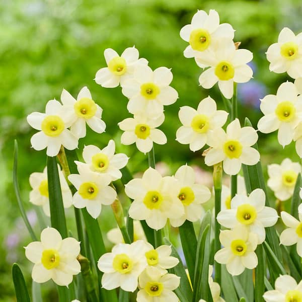 Garden State Bulb 12/14 cm, Minnow Tazetta Daffodil Flower Bulbs (Bag of 100)