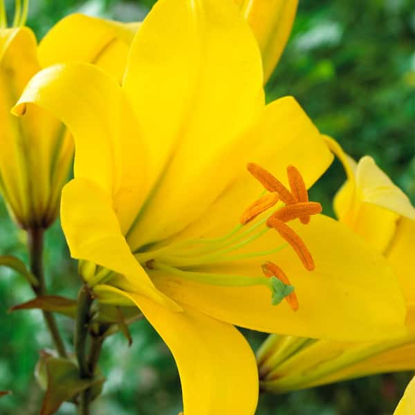 VAN ZYVERDEN Lilies Premium OT Hybrid Yellow Planet (Set of 5
