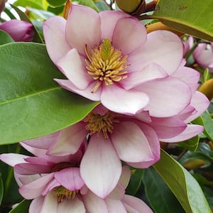 4 in. Michelia Doltsopa Fairy Magnolia Blush Shrub with Pink Flowers