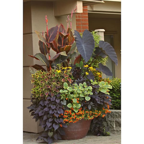 Unbranded 1.0 Gal. Perennial Canna Tropicanna Original (2-Pack) 2377