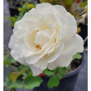 3 Gal. Rose Assorted Colors Non-Patent in 12 in. Grower's Pot