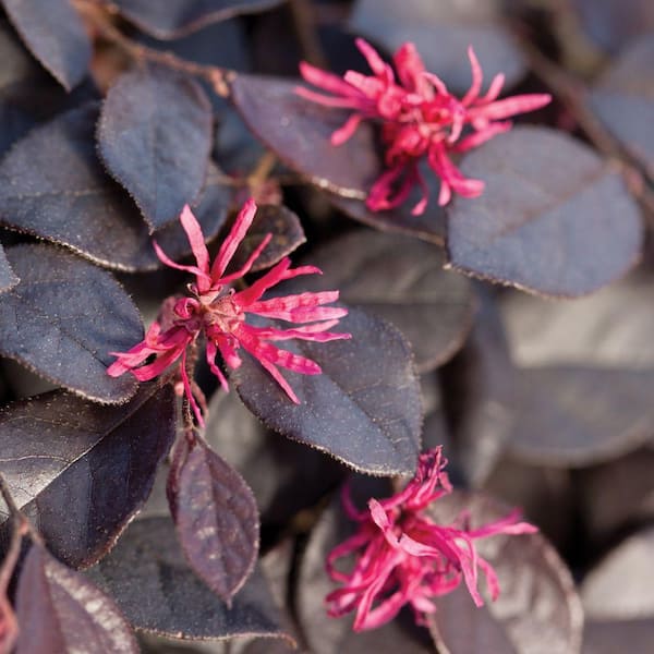 3 Gal. Purple Pixie Dwarf Weeping Loropetalum, Groundcover Evergreen Shrub with Purple Foliage, Pink Blooms