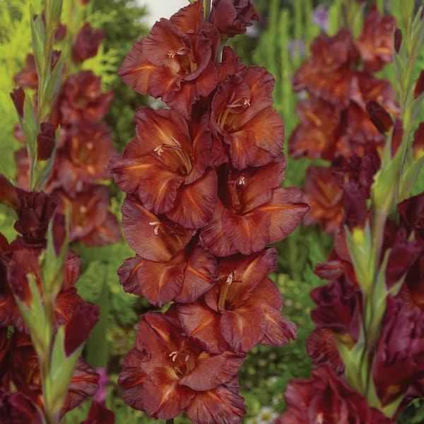 VAN ZYVERDEN Van Zyverden Gladiolus Large Flowering Chocolate Set of 12 Bulbs