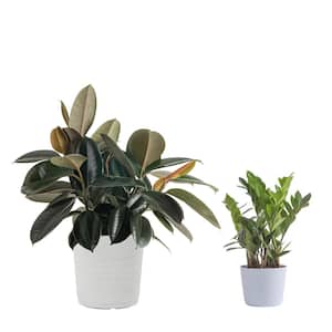 10 in. Rubber Burgundy and 6 in. ZZ Plant in White Decor Planter, (2 Pack)