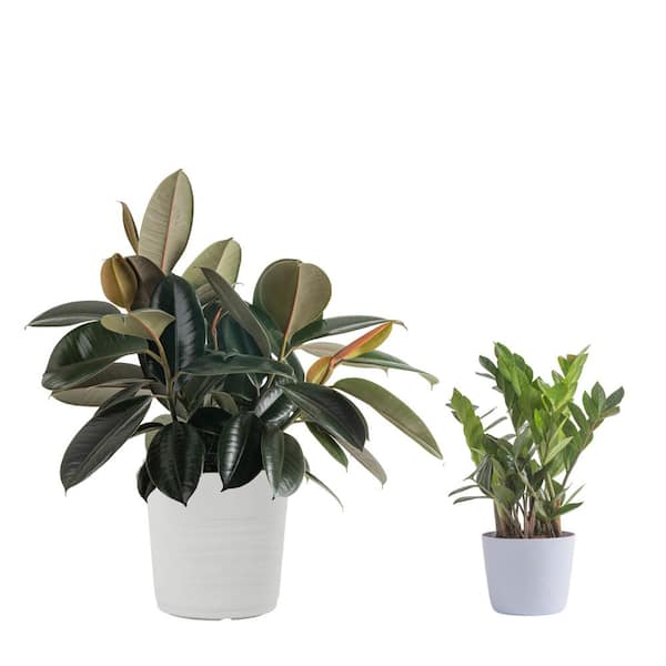 Vigoro 10 in. Rubber Burgundy and 6 in. ZZ Plant in White Decor Planter, (2 Pack)