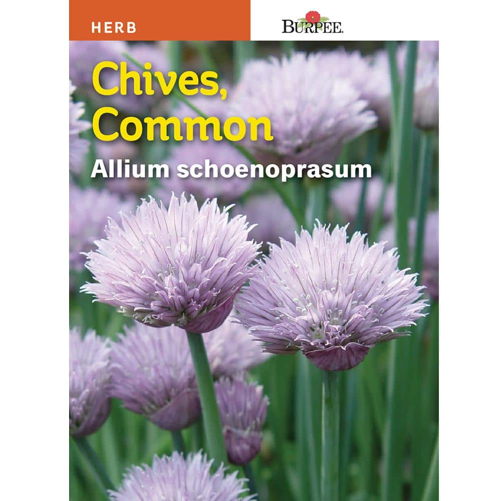 Burpee Common Chive Seed 56788 - The Home Depot