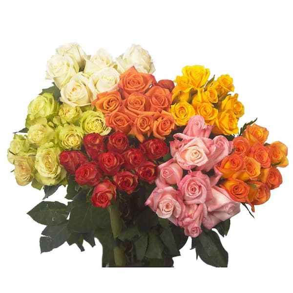 Globalrose Fresh Assorted Color Valentine's Day Roses (50 Stems)
