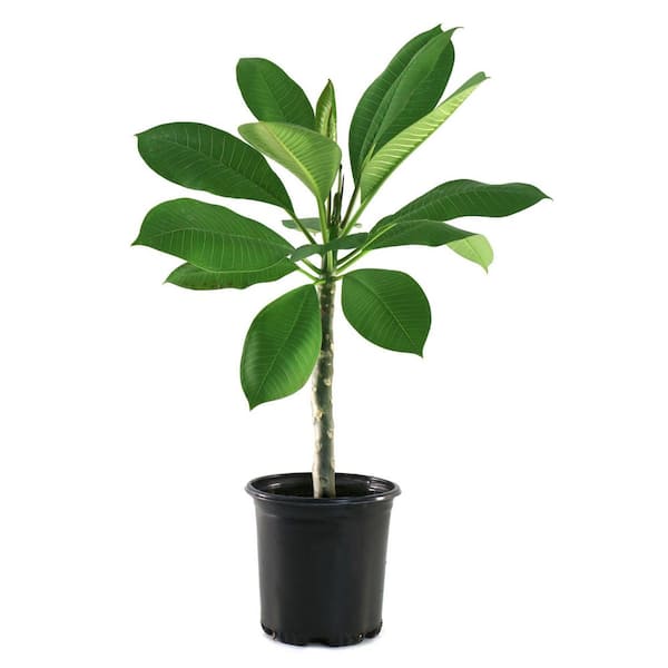 national PLANT NETWORK 1 gal. Plumeria Yellow Gold Plant