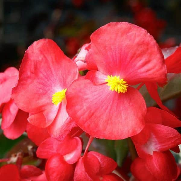 BELL NURSERY 12 in. HB Begonia Viking Explorer Red on Green Annual Live Plant (1-Pack)