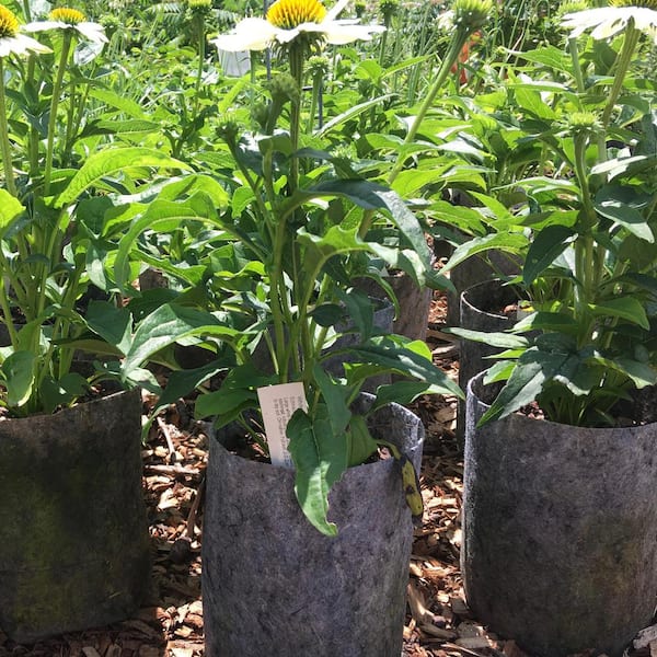 Vegetable Planting Bags Home Garden Planters Pots PE Growing Bag 3-10 Gallons 