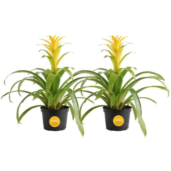 Costa Farms Grower's Choice Bromeliad Indoor Plant in 6 in. Grower Pot, Avg. Shipping Height 1-2 ft. Tall (2-Pack)