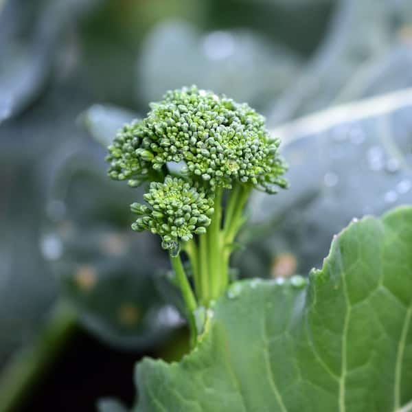 national PLANT NETWORK 2.5 in. Broccoli Royal Tenderette Plant 3-Piece