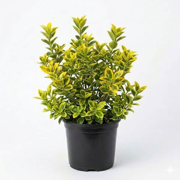 2.5 Qt. Golden Euonymus, Live Evergreen Shrub, Green and Gold Variegated Foliage