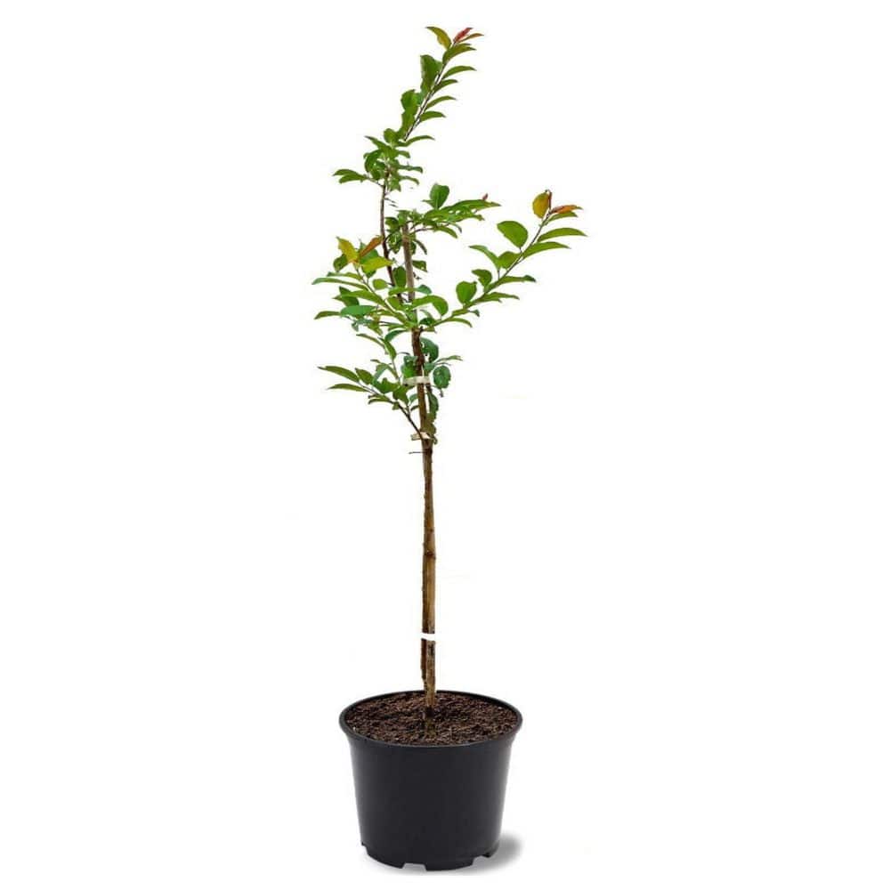 1 gal. Early Bruce Deciduous Plum Tree