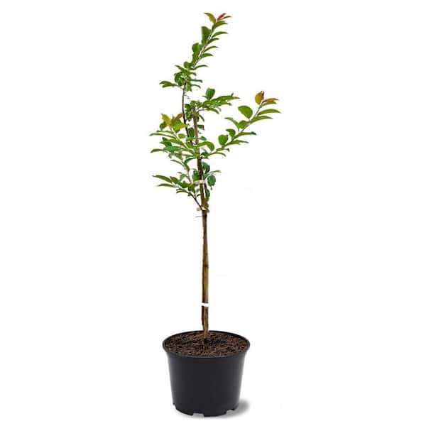 Unbranded 1 gal. Early Bruce Deciduous Plum Tree