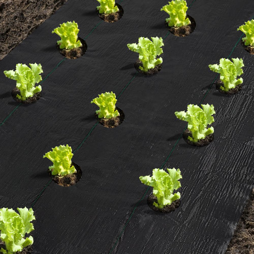 Black Polypropylene Weed Barrier Mat with Planting Holes, 4'x12'