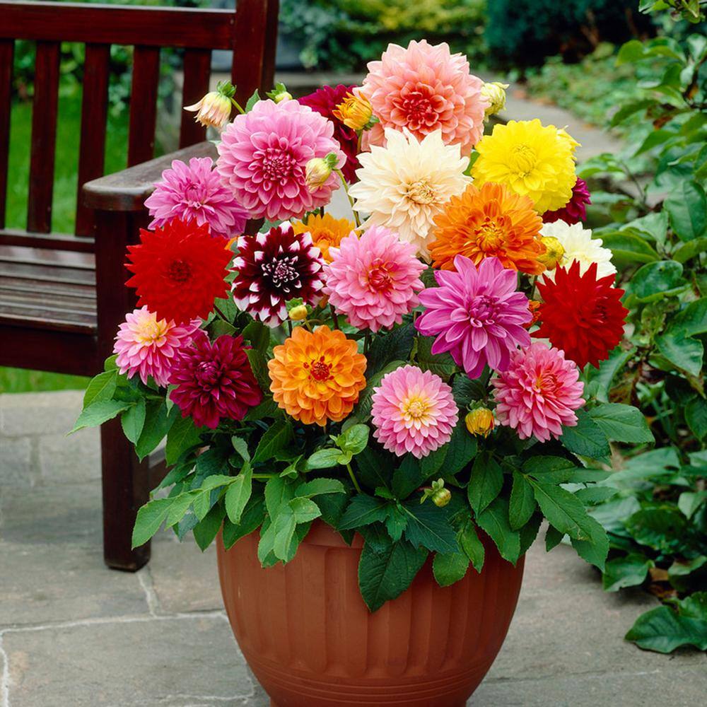 Garden State Bulb Dahlia Decorative Mixed Bulbs 10 Count Pack Hos19 03 The Home Depot