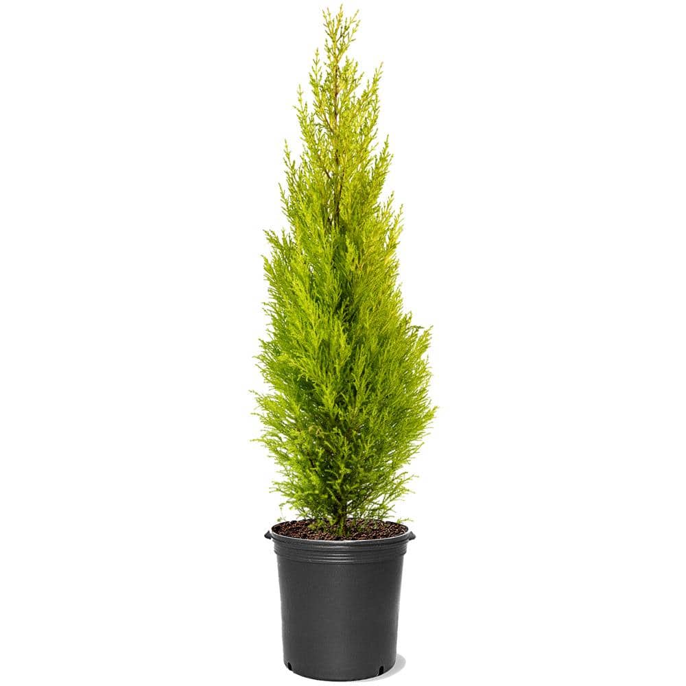 5 gal. Goldcrest Wilma Dwarf Lemon Cypress Evergreen Tree