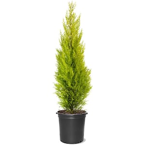 7 Gal. Goldcrest Wilma Dwarf Lemon Cypress Evergreen Tree