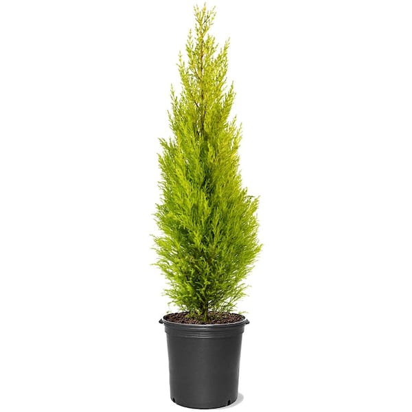 Unbranded 7 Gal. Goldcrest Wilma Dwarf Lemon Cypress Evergreen Tree