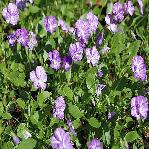 OnlinePlantCenter 1 Gal. Columbine Violet Perennial Pansy Plant