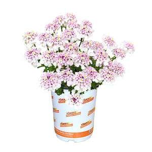 2.5 Qt. Iberis Pink Ice Candytuft Perennial Plant (1-Pack)