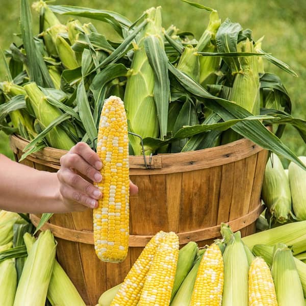 Gurney's Sweet Corn Simply Irresistible Vegetable Seed (200 Seed Packet)  76403 - The Home Depot