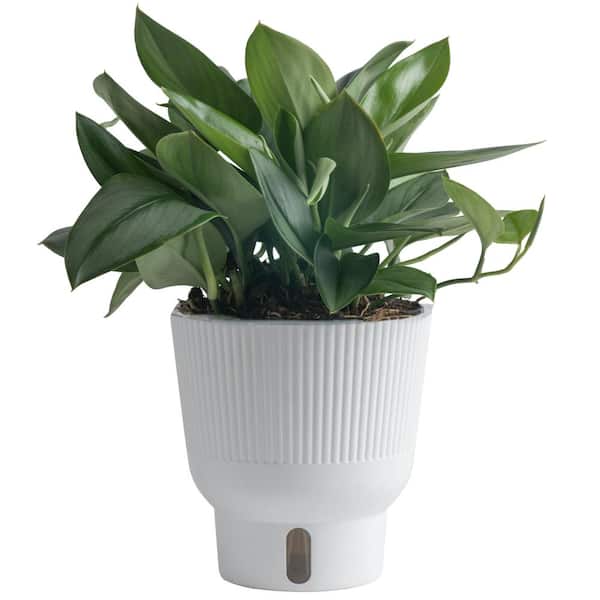 Costa Farms Trending Tropicals Sterling Silver Indoor Plant in 6 in. White Pot, Avg. Shipping Height 9 in. Tall