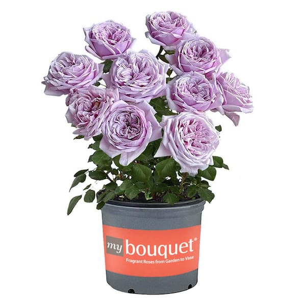 2 Gal. Pacific Blue Rose Plant with Lavender Flowers