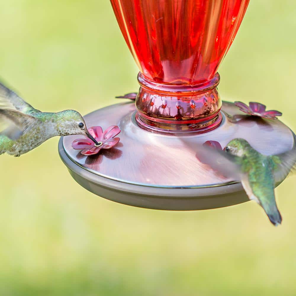Red Daisy Glass Hummingbird Feeder with Copper Base, 18oz